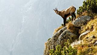 Mountain Goat on a Mountain