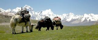 Three yaks grazing in a field with a mountain range in the background