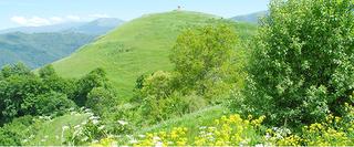Bright green mountain with some bushes