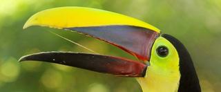 Bird from Central America