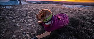Dog in special gear to keep it warm ourdoors
