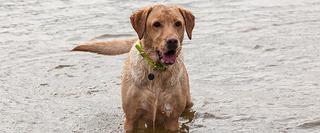 Dog standing in water
