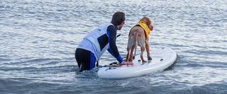 Surfing dog with owner