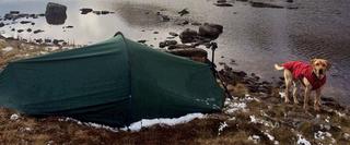 Dog and tent by lake