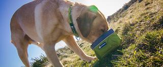 Dog eating lunch outdoors