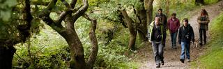 Group Walking Through Forest