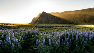 Midnight Sun Across and Icelandic Meadow