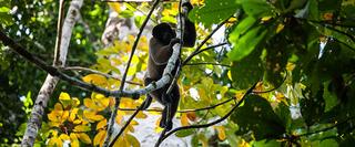 Monkey in the Trees