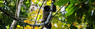 Monkey in the Trees