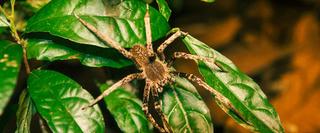 Spide on leaf