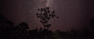 Starry Night in the Jungle