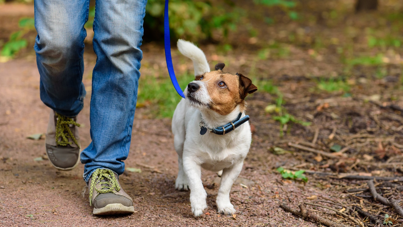 Dog standing in a field