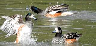 favouritewetlandsUK