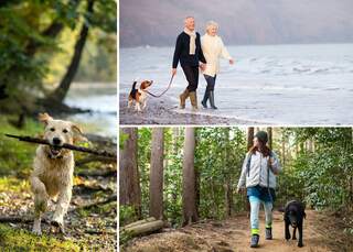 Best footwear for cheap dog walking