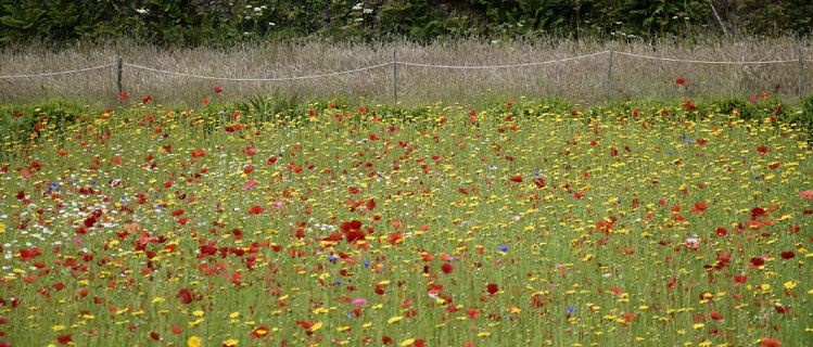 The National Trust: Everyone Needs Nature