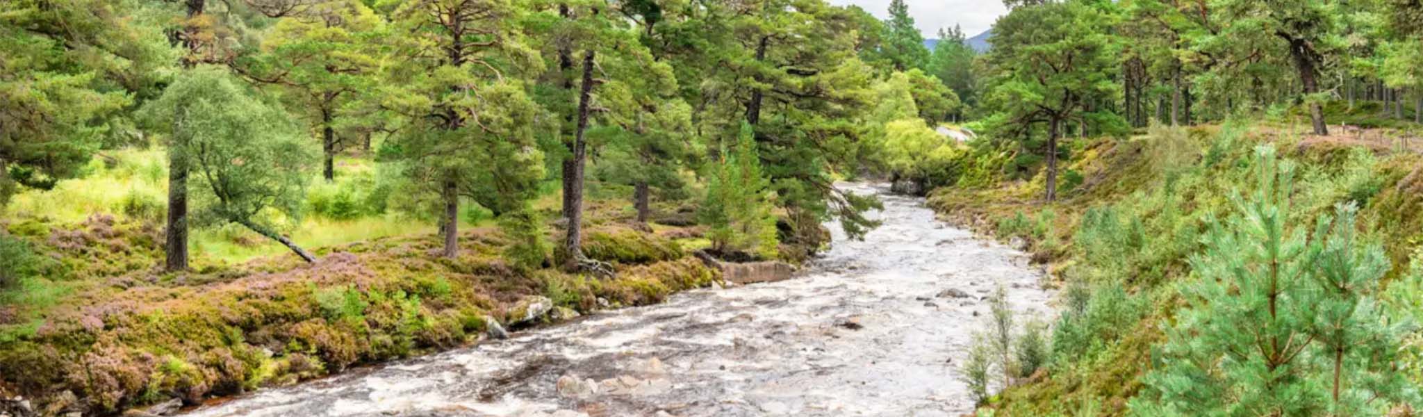A stream in the forest