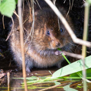 Water vole