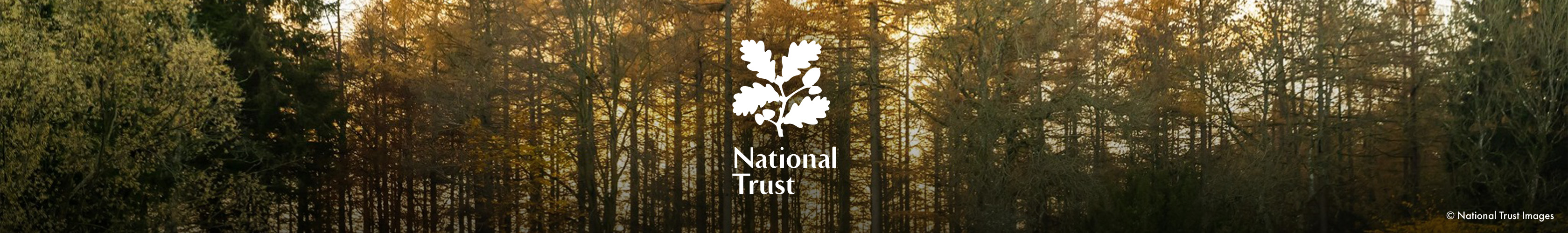 In partnership with the National Trust. A woodland scene