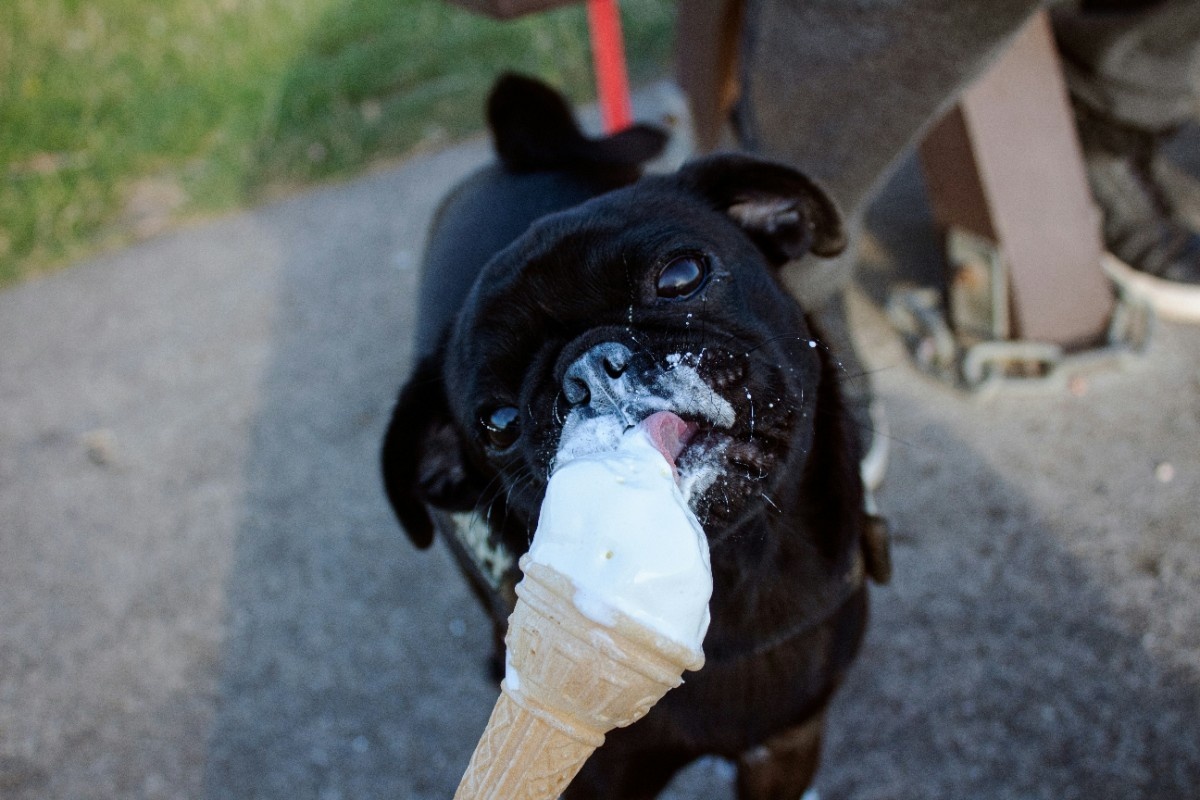 A dog eating an icecream in Cornwall 