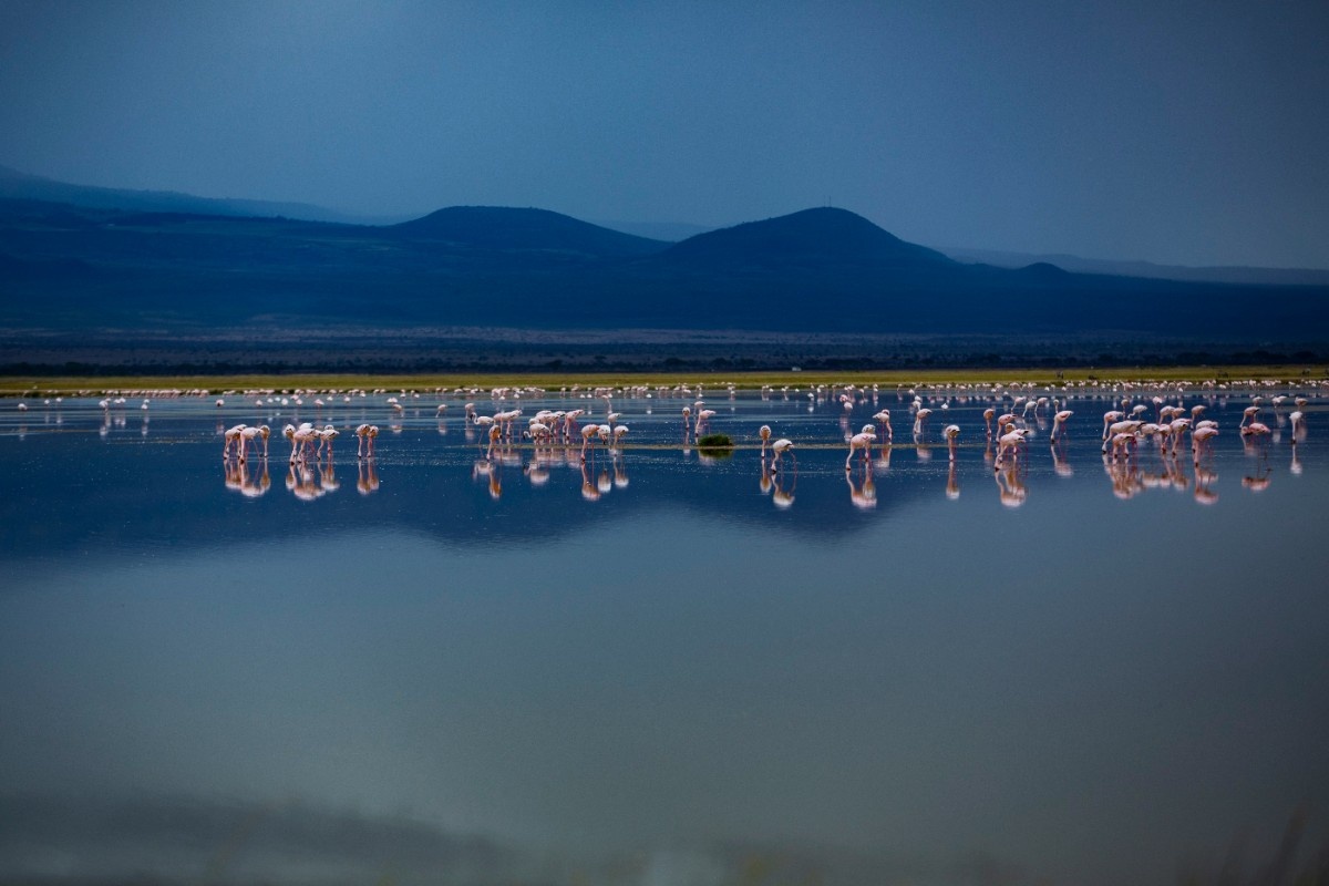 Flamingos in a lake on Amboseli National Park 