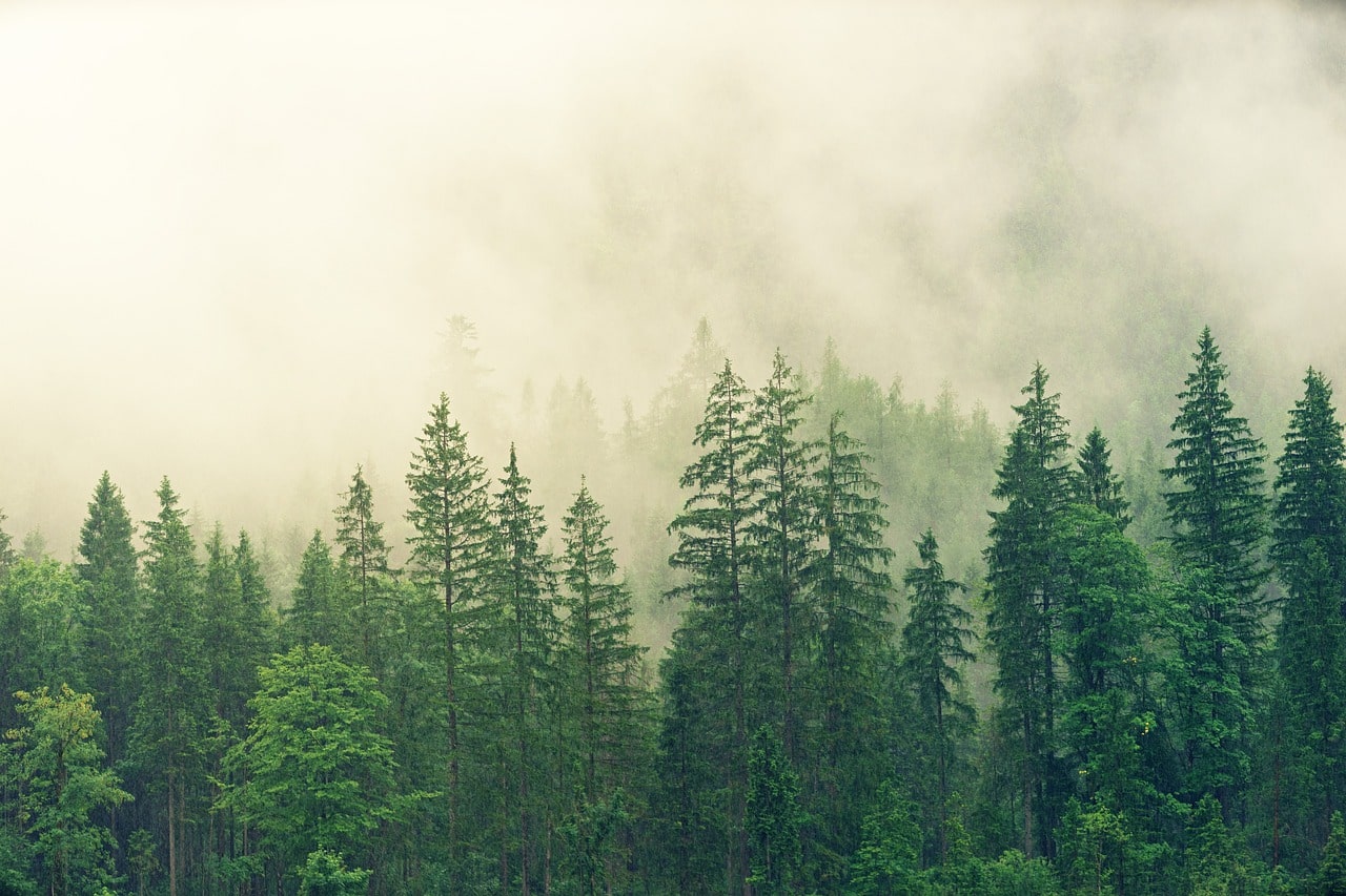 An image of the forest from above 