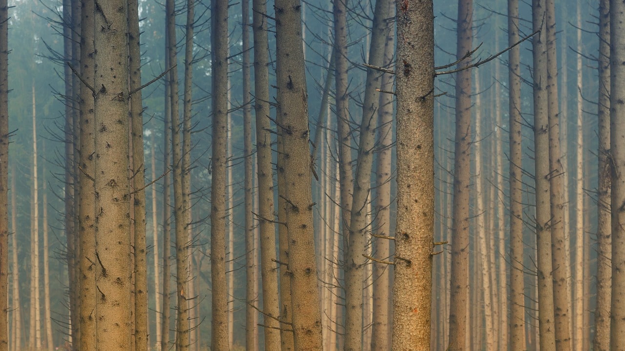 An image of the trees in the forest 