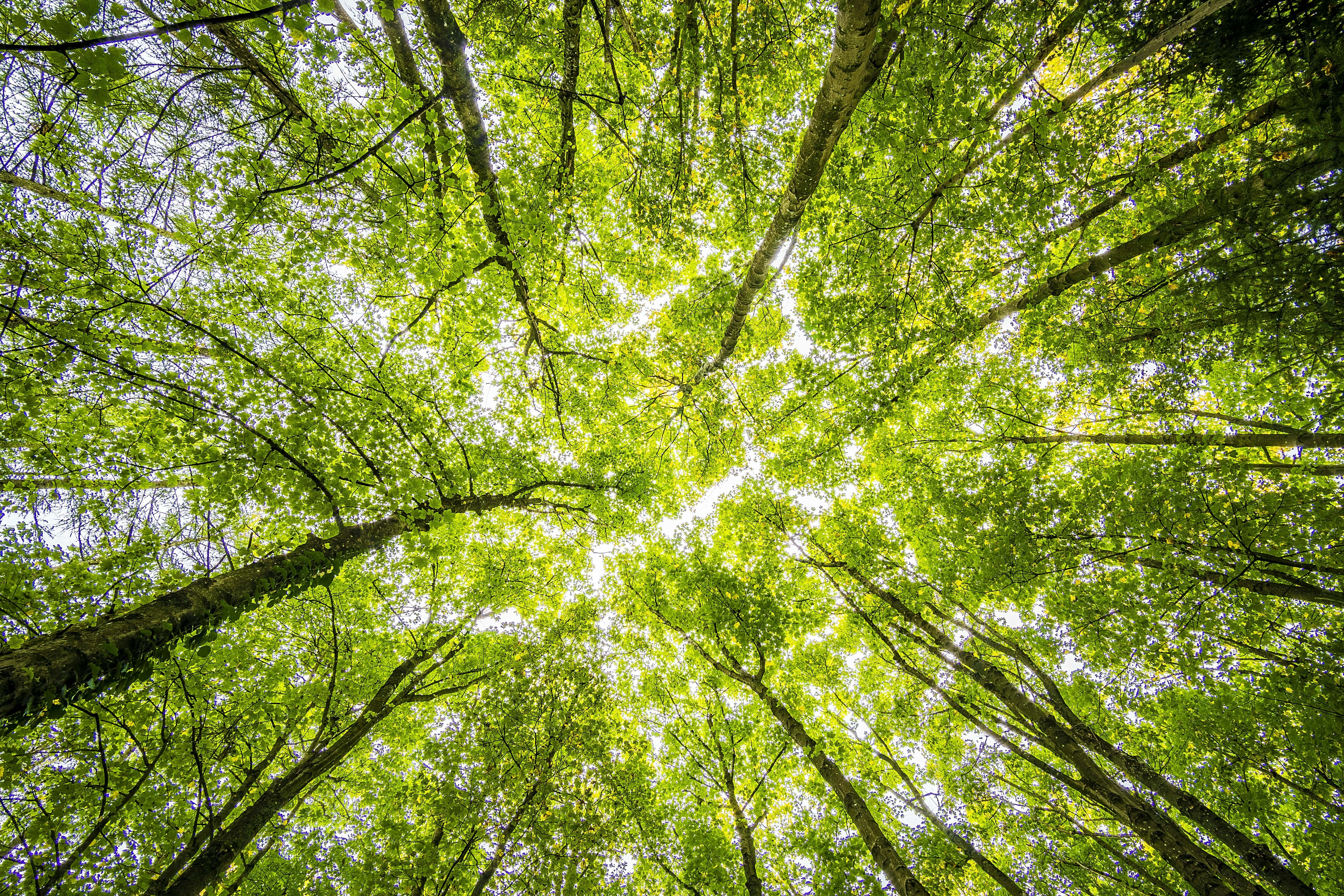 An image taken of the trees from the forest floor 