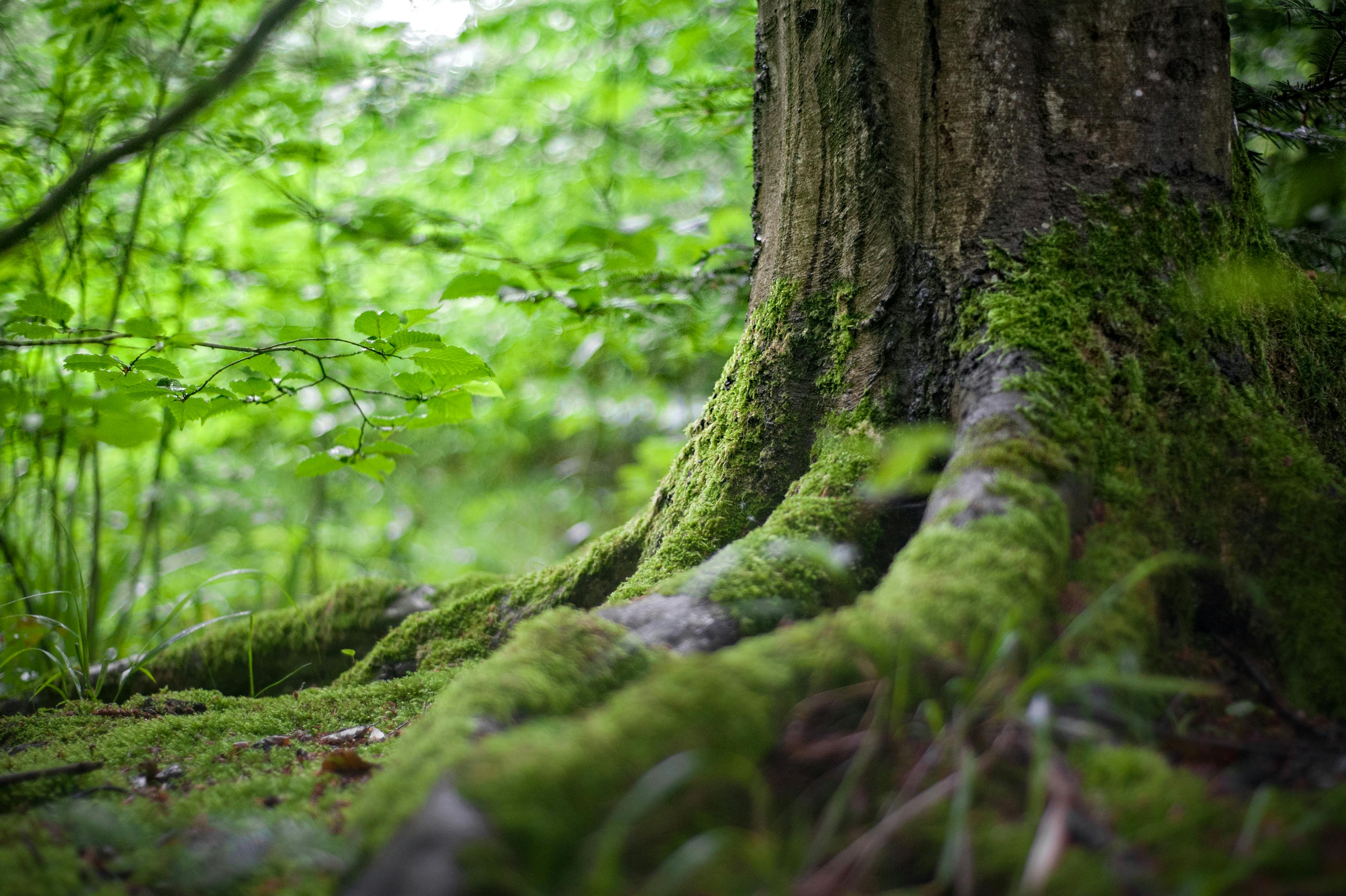 An image of a tree trunk 