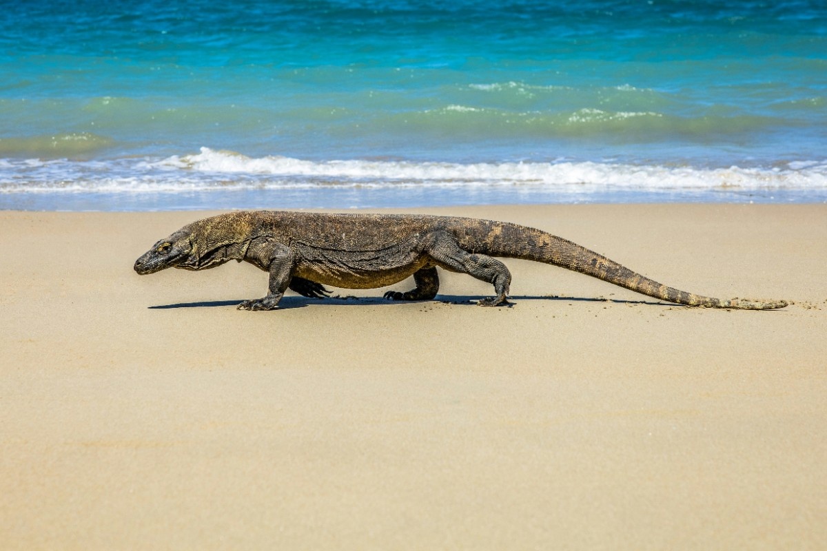 A komodo dragon on the beach 