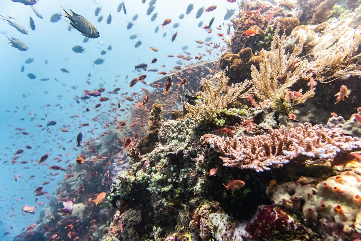 Fish in the ocean at Komodo National Park 