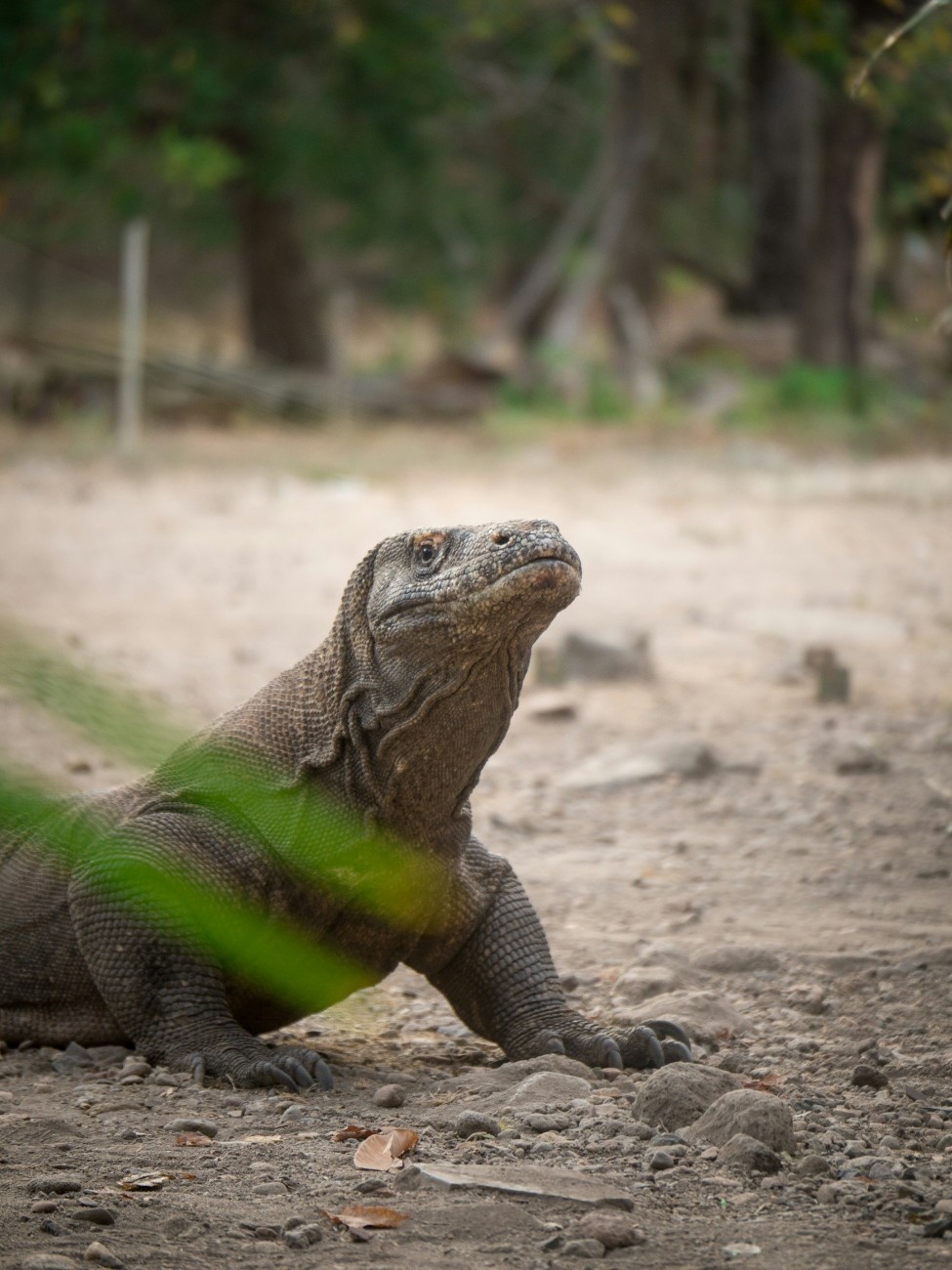 A komodo dragon 