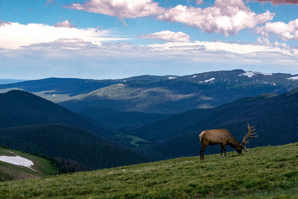 An elk grazing in a field in Rocky Mountain National Park 