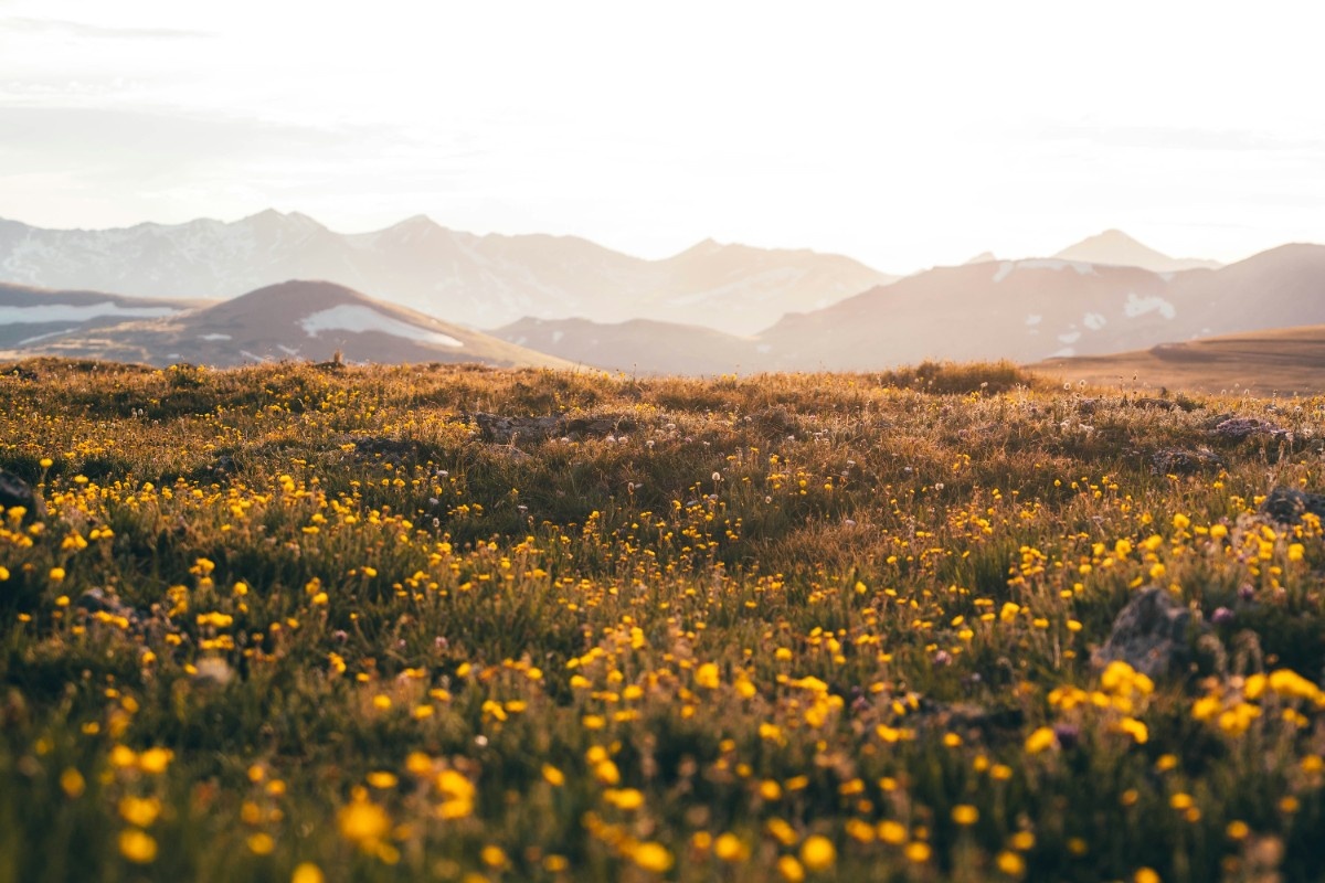 A field with yellow flowers growing at Rocky Mountain National Park