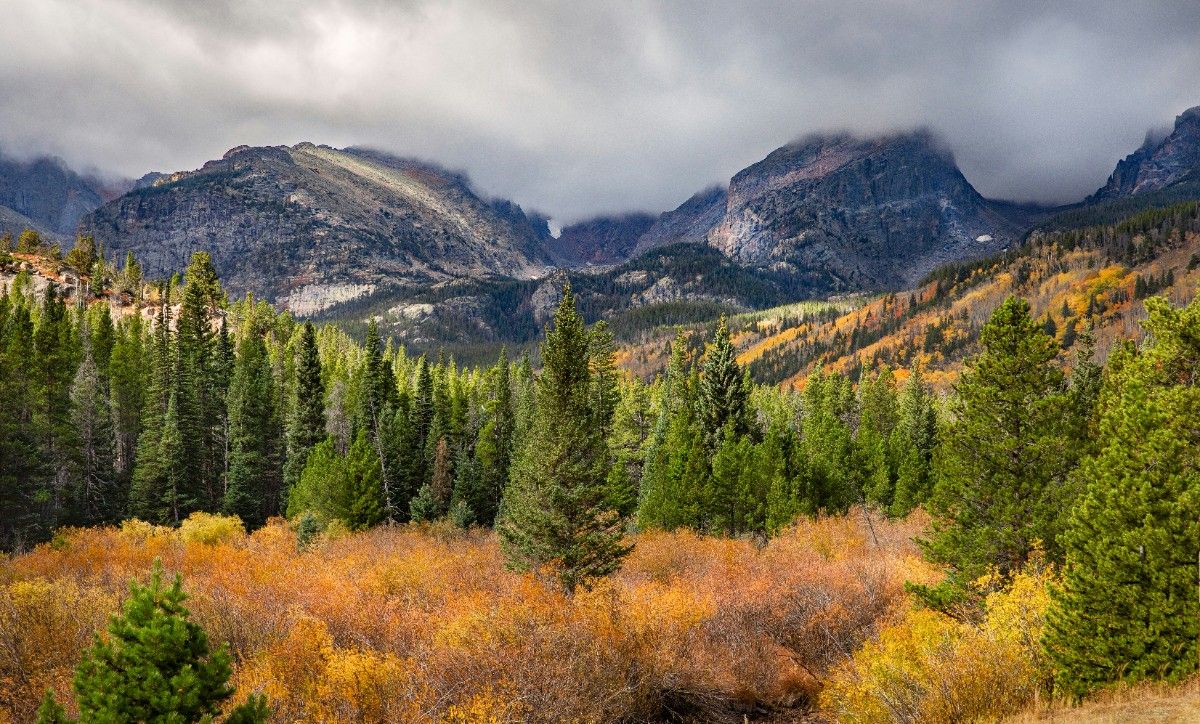 A vast forest of trees at Rocky Mountain National Park 