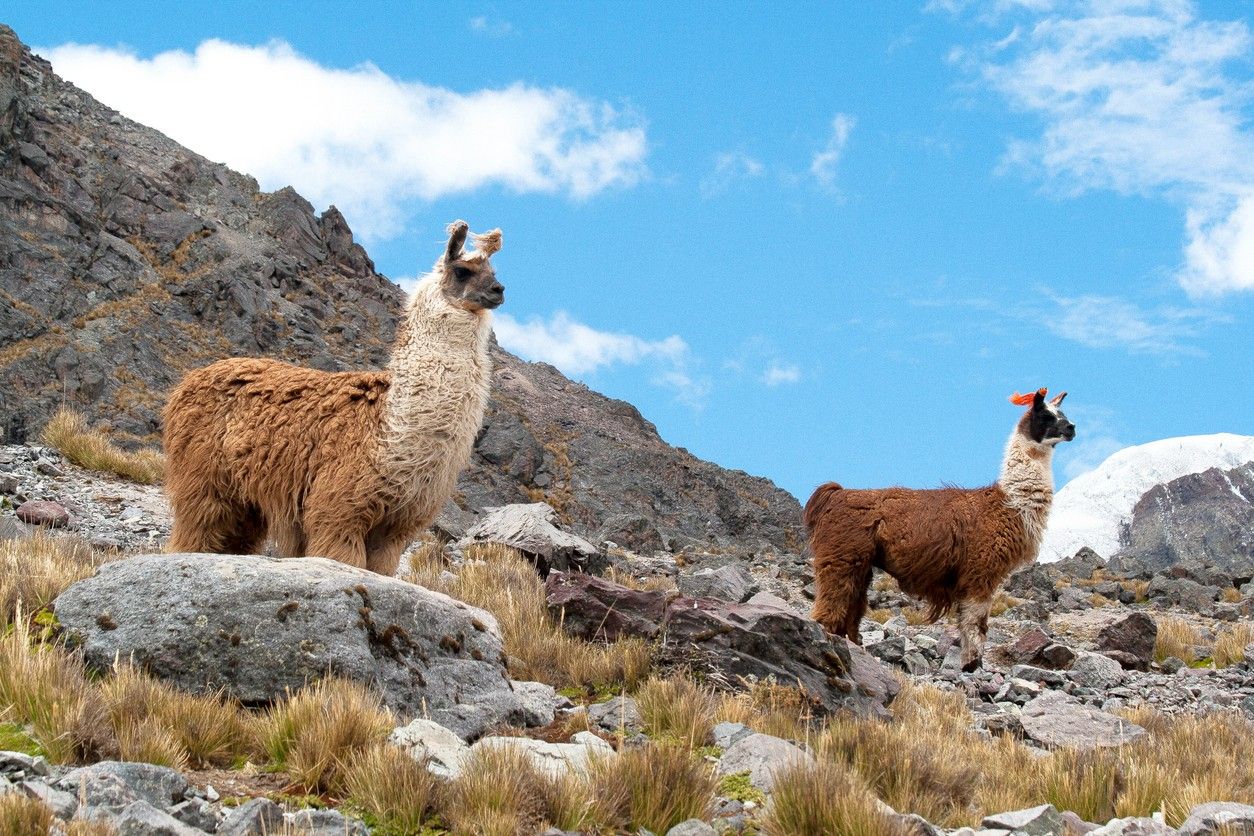 Alpaca in Peru