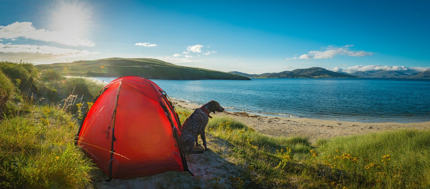 A dog by a tent, near the water